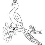 דף צביעה טווס 14