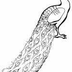 דף צביעה טווס 6