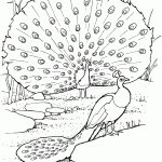 דף צביעה טווס 5