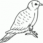 דף צביעה יונה 7