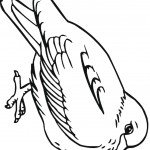 דף צביעה יונה 5