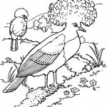 דף צביעה דוכיפת