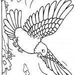 דף צביעה יונה 12