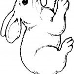 דף צביעה ארנב 2