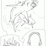 דף צביעה כריש 14