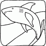 דף צביעה כריש 13