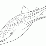 דף צביעה כריש 15