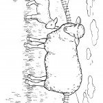 דף צביעה כבשה וגדי באחו