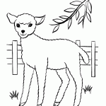 דף צביעה כבשה 2