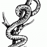 דף צביעה נחש מפותל על ענף