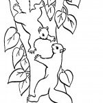 דף צביעה סנאי 13