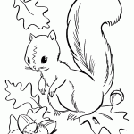 דף צביעה סנאי 9