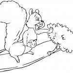 דף צביעה סנאי 7