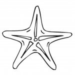 דף צביעה כוכב ים 7