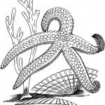 דף צביעה כוכב ים וצדפות