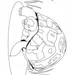 דף צביעה צב 4