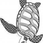 דף צביעה צב 2