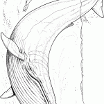 דף צביעה לוויתן 12