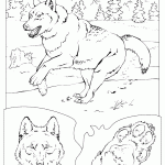 דף צביעה זאב 17 דף צביעה זאב 17