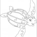 דף צביעה צב מים