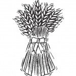 דף צביעה חיטה לחג שבועות