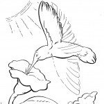 דף צביעה יונק הדבש