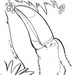 תוכי אוכל מפרי העץ