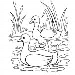 דף צביעה משפחת ברווזים שטה באגם