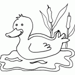 דף צביעה ברווזון קטן