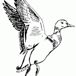 דף צביעה ברווז מעופף