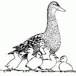 דף צביעה צמודים לאימא ברווזה