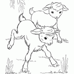 דף צביעה גדיים באחו