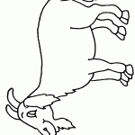 דף צביעה לתיש יש זקן