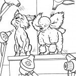 ייבוש הפרווה לכלבים לאחר המקלחת