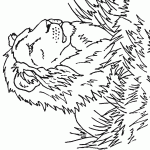 דף צביעה אריה ערני