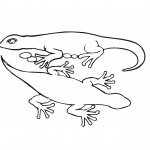 דף צביעה זוג לטאות 2 דף צביעה זוג לטאות 2