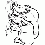 קרנפים שותים לרוויה קרנפים שותים לרוויה