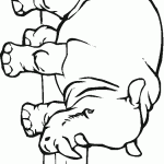 דף צביעה קרנף 2 דף צביעה קרנף 2