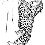 דף צביעה נמרה רובצת על סלע