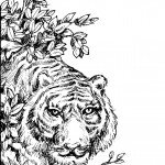 דף צביעה נמר 1