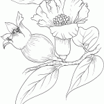 דף צביעה פריחת הרימון