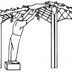 דף צביעה לסוכות 10