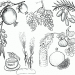 דף צביעה לסוכות 8