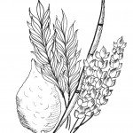 דף צביעה לסוכות 6