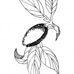 tu_bishvat_coloring04