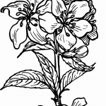 tu_bishvat_coloring05