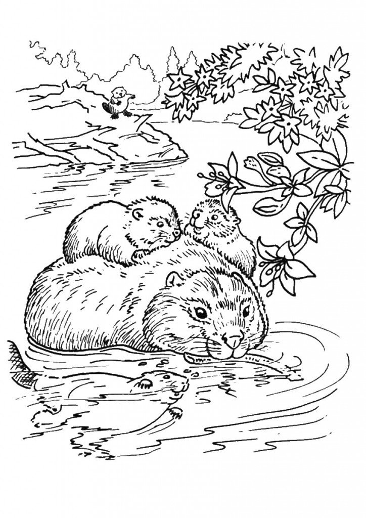 beaver_coloring_13
