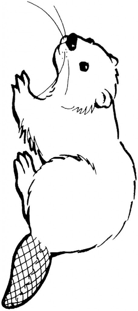 beaver_coloring_3