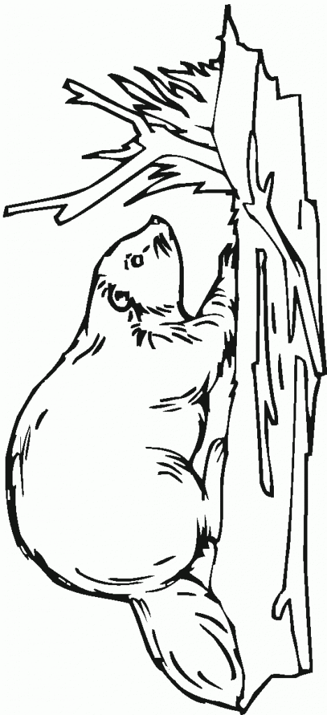 beaver_coloring_5