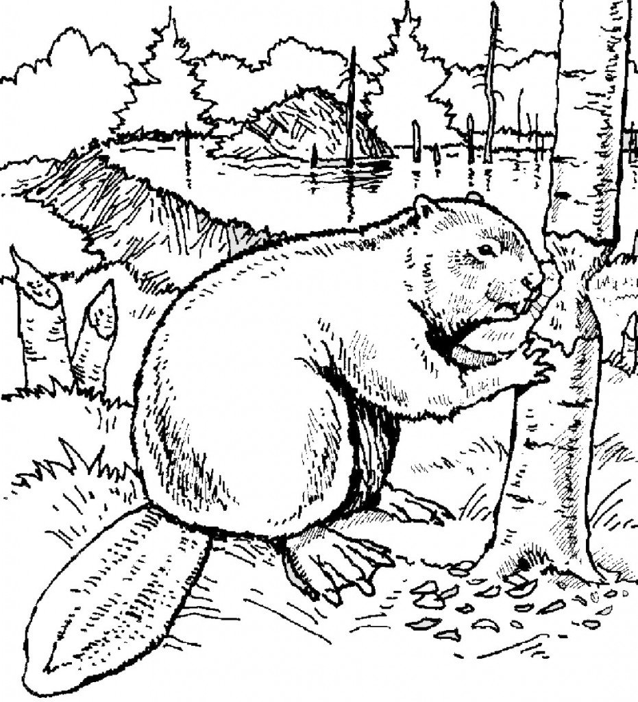 beaver_coloring_7